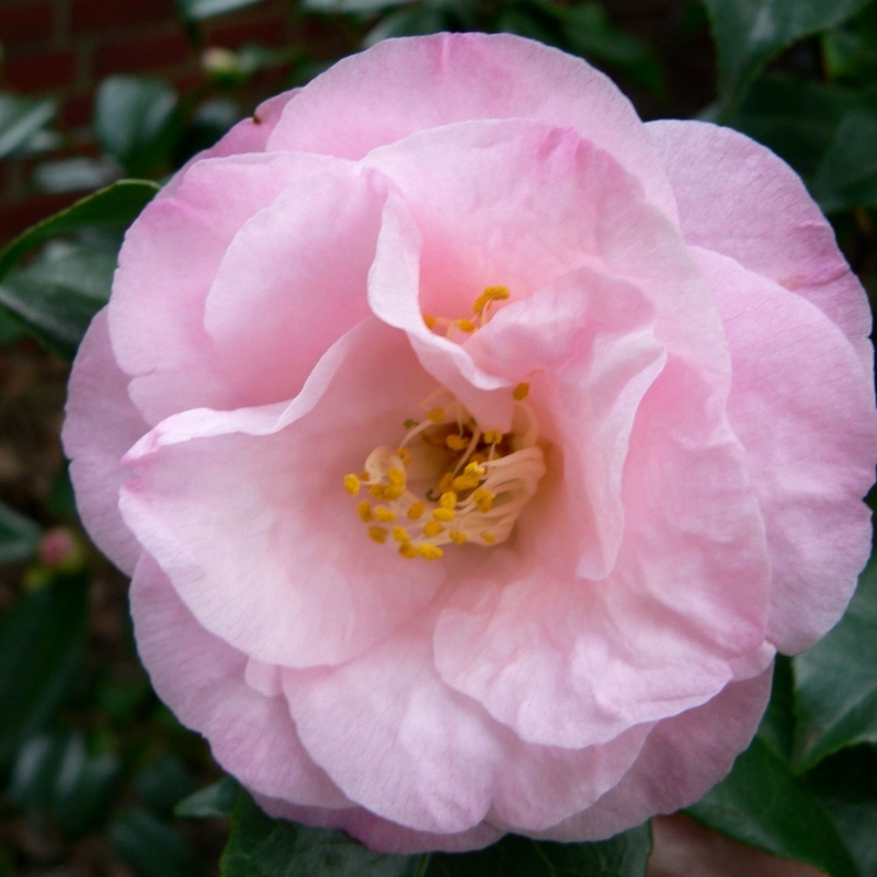 Camellia japonais Docteur Tinsley