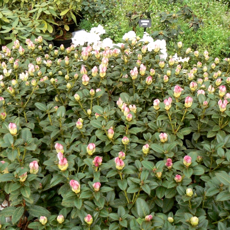 Rhododendron nain Cilpinense