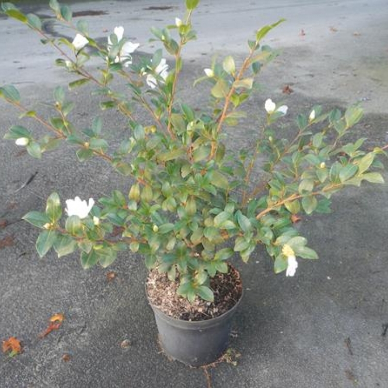 Camellia d'automne Cherokee