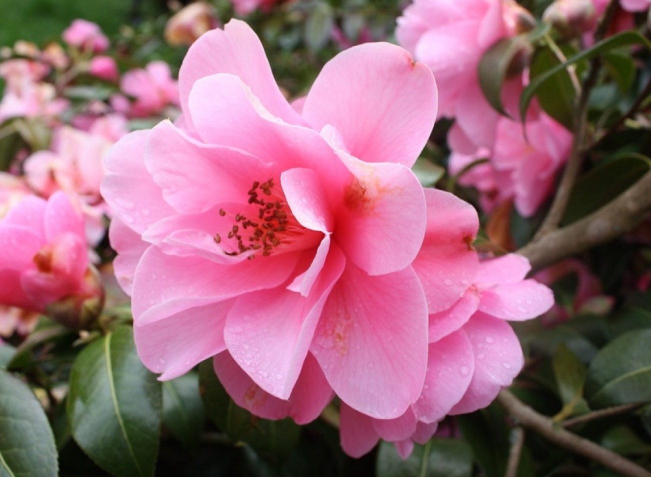 Plantez les plantes de terre de bruyère