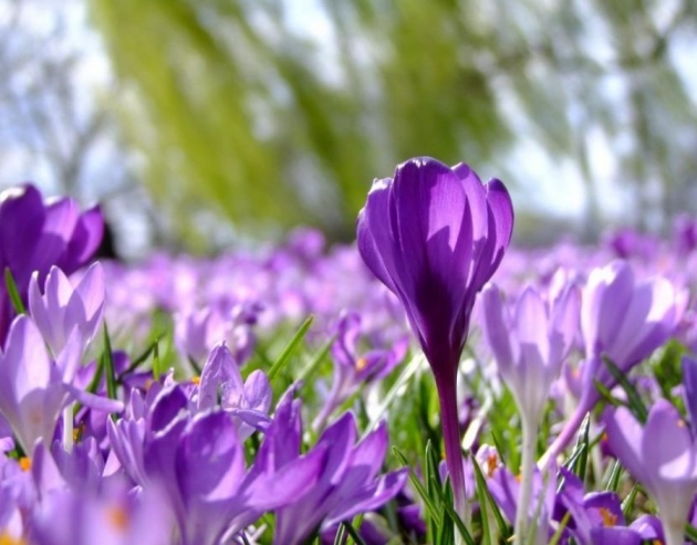 Les premiers bulbes de printemps vont appara&icirc;tre ce mois-ci