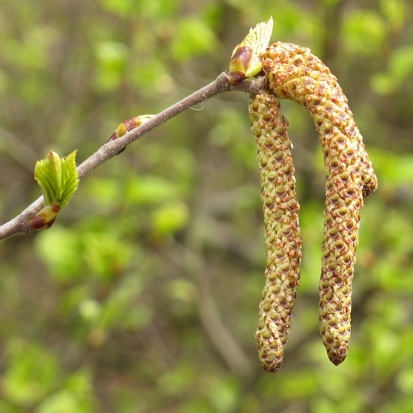Betula Pubescens 