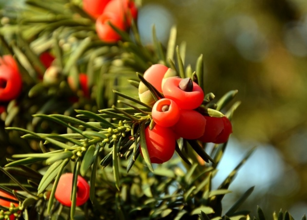 Taxus baccata - If - Peut &ecirc;tre toxique en cas d'ingestion