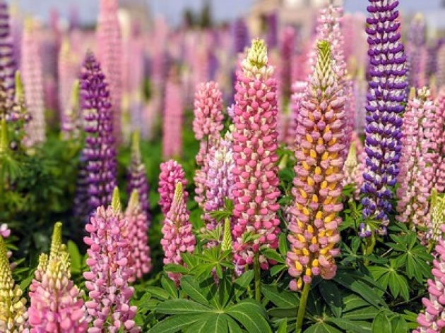 Lupinus by amika_san on flickr