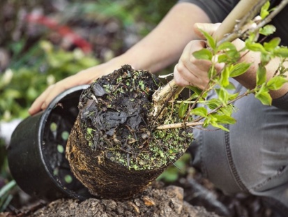 Plantez les arbres et arbustes en pot