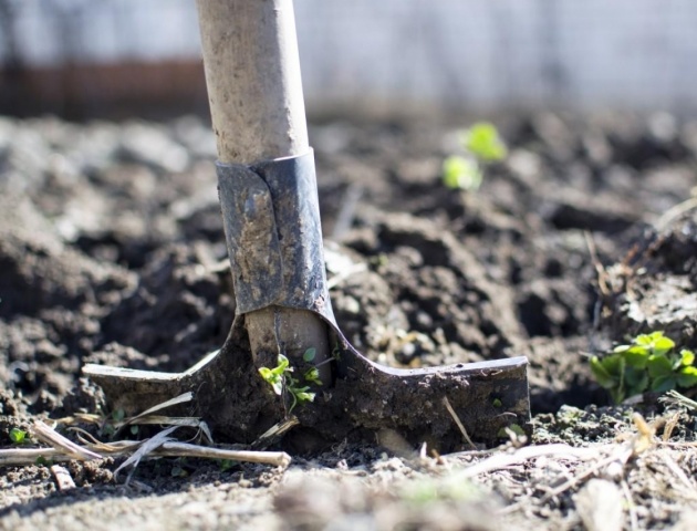 Ce mois-ci, plantez les arbres et arbustes en pot, en motte ou en racines nues.