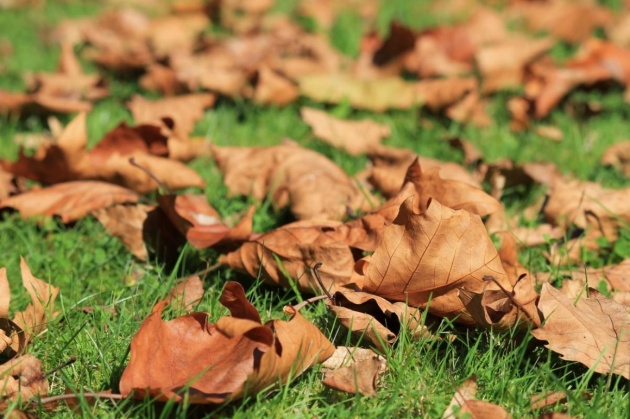 Ramassez les feuilles mortes pour pailler vos massifs.
