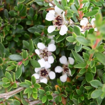 LEPTOSPERMUM / Arbre à thé