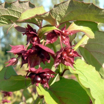 LEYCESTERIA / Arbre aux faisans