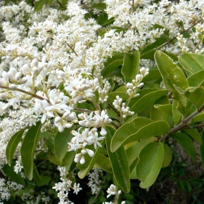 Troène ibota