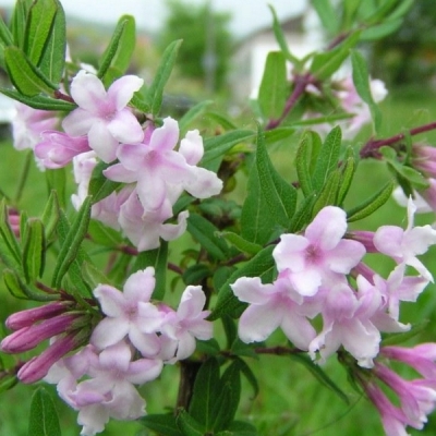 Chèvrefeuille lilas