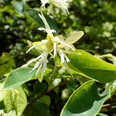 Loropetalum de Chine