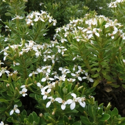 OLEARIA