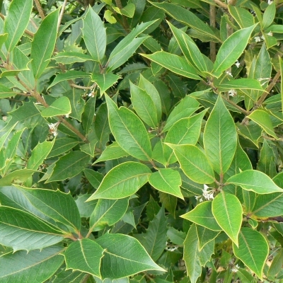 Osmanthe dentatus