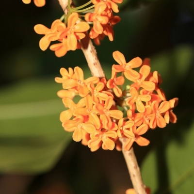 OSMANTHUS / Osmanthe