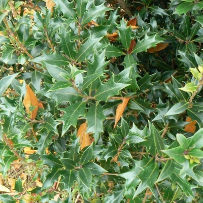 Osmanthe heterophyllus