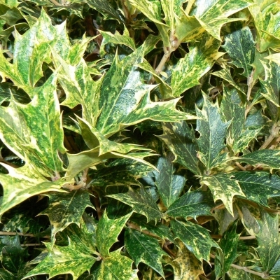 Osmanthe heterophyllus Goshiki