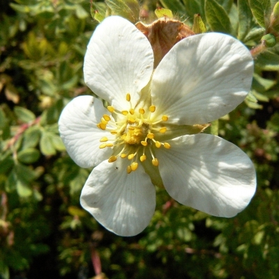 Potentille arbustive Abbotswood