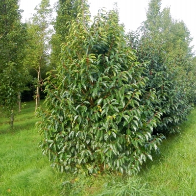 PRUNUS lusitanica / Laurier du Portugal