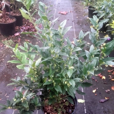 Sarcococca à feuilles de Ruscus