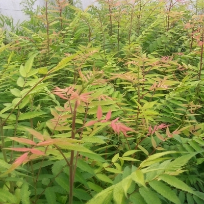 Fausse spirée à feuilles de sorbier