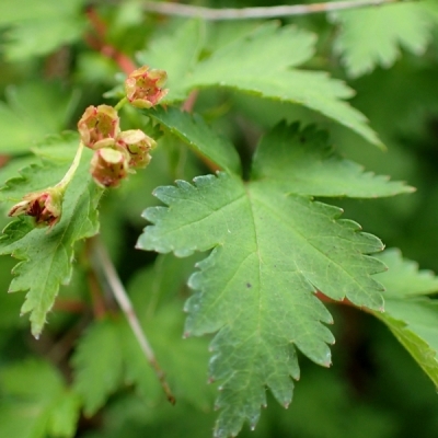 Stephanandra incisa Crispa