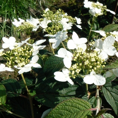 Viorne de Chine Summer Snowflake