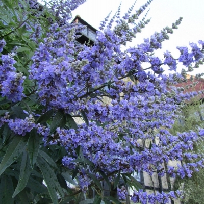 VITEX / Poivre des moines