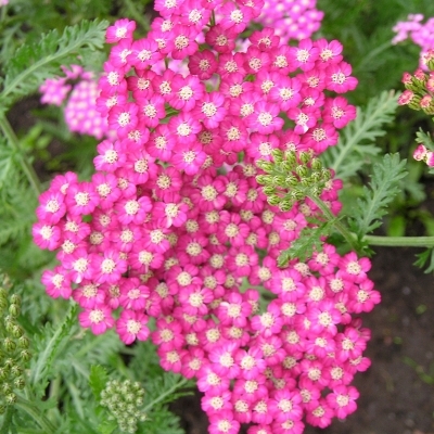 Achillée millefeuille Cerise Queen