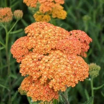 Plantes Vivaces ACHILLEA millefolium - Achillée millefeuille en vente -  Pépinière Lepage