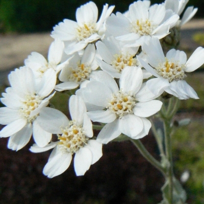 Achillée grise