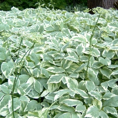 Herbe aux goutteux panachée