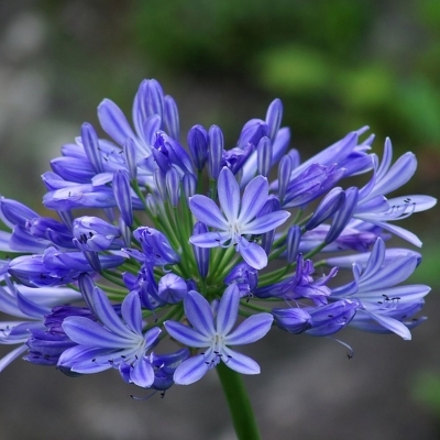 Agapanthe d'Afrique Bleue