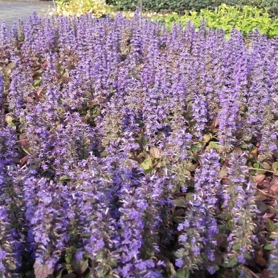 AJUGA