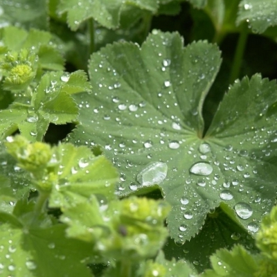 ALCHEMILLA 