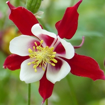 Ancolie Crimson Star