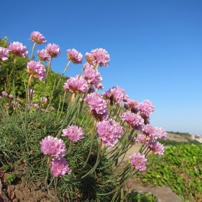 Gazon d'Espagne