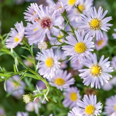 Aster d'automne Esther