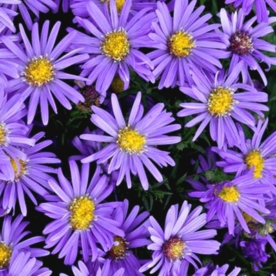 Aster d'automne Fidelio