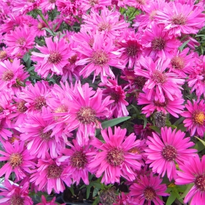 Aster d'automne Jenny