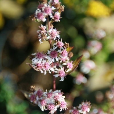 Aster d'automne Lady in Black