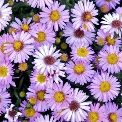 Aster d'automne Marjorie