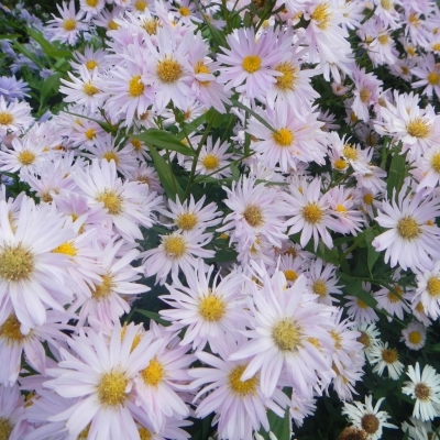 ASTER