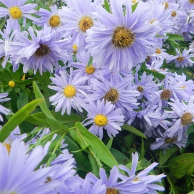 Aster Belge Plenty