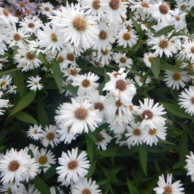 Aster Belge White Lady