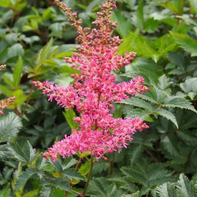 ASTILBE 