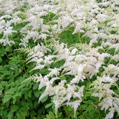 Astilbe de Thunberg