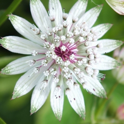 ASTRANTIA