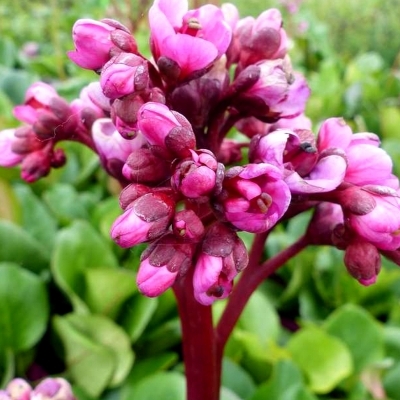 BERGENIA