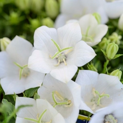 Campanule naine des Carpates Blanche